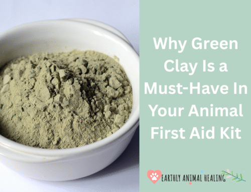 Why Green Clay is a Must-Have in Your Animal First Aid Kit