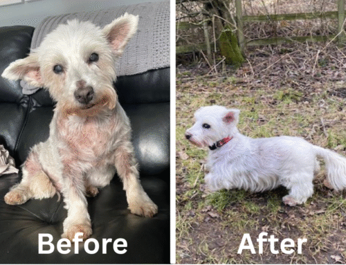 Case Story – Bimble’s Skin Condition & Ear Troubles